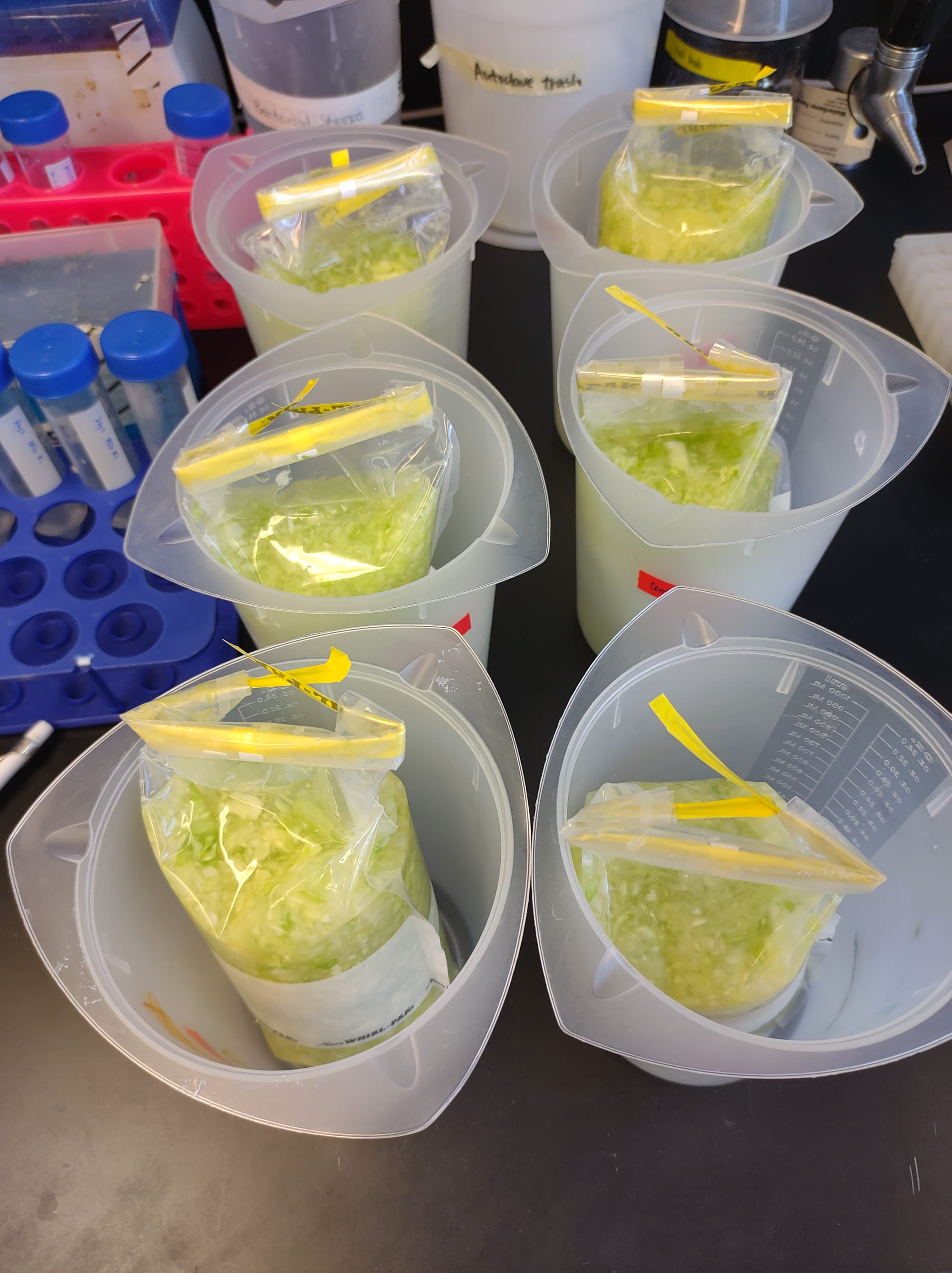 Chatting Sauerkraut with Dr. Lei Wei!