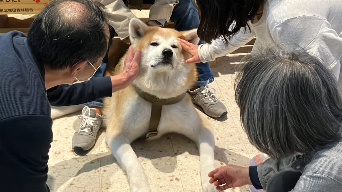 Japan Crashout